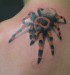 tattoo_spider_col1.jpg